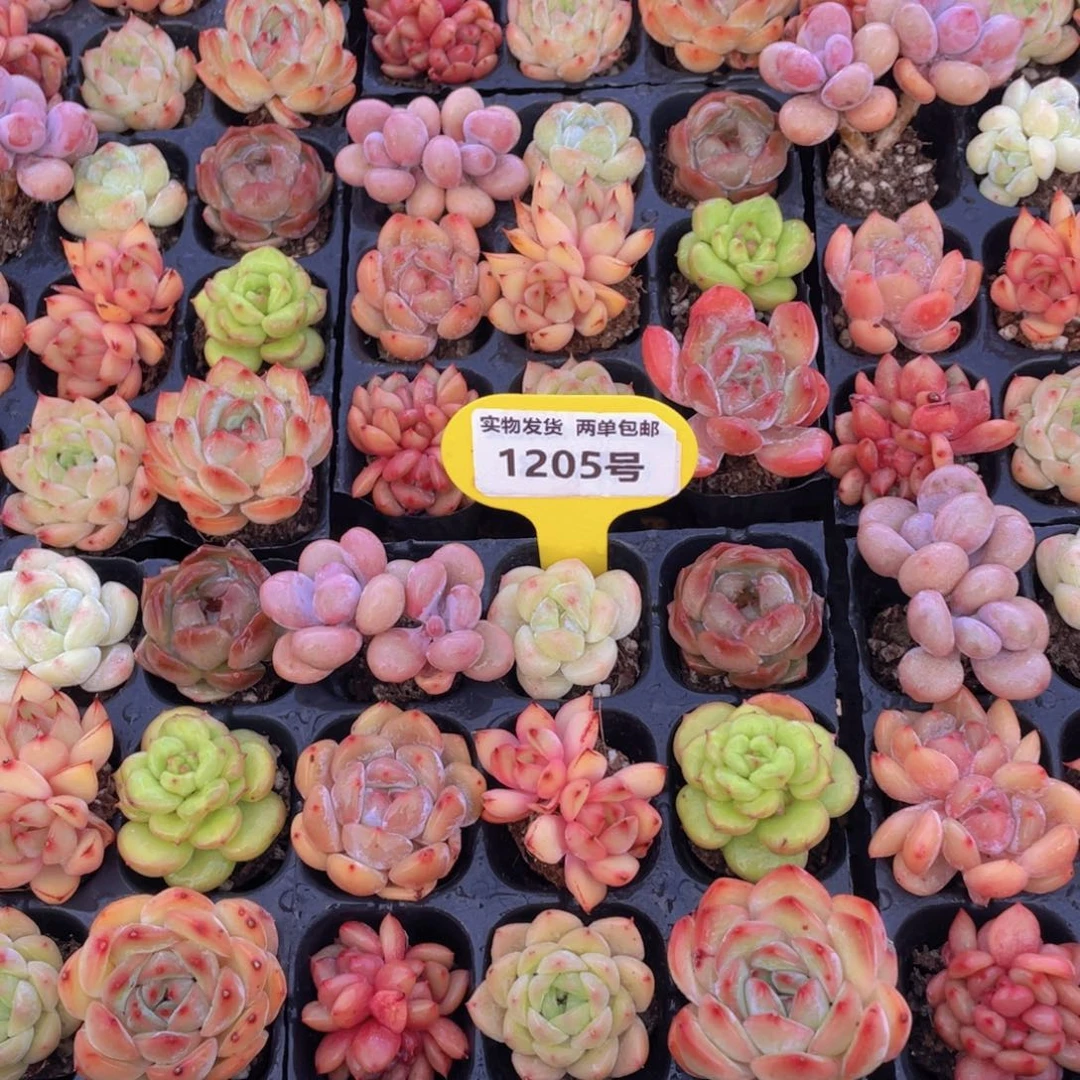 1205号 全状态精品美肉九个