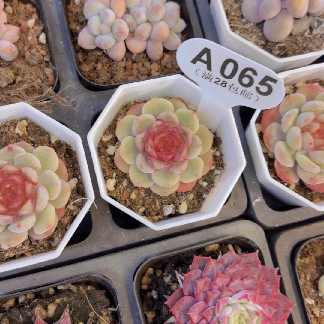 A065石榴珍妮一物语拍