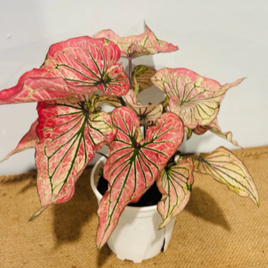 福藏 【勃垦第玫瑰】 室内网红植物