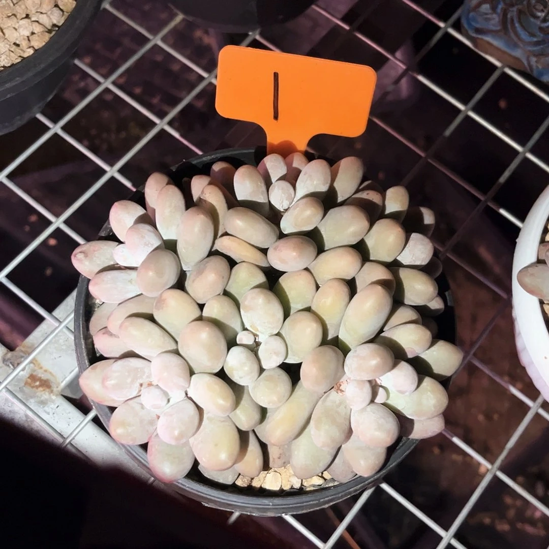 雪*梦黄体汤圆1号码牌子的话