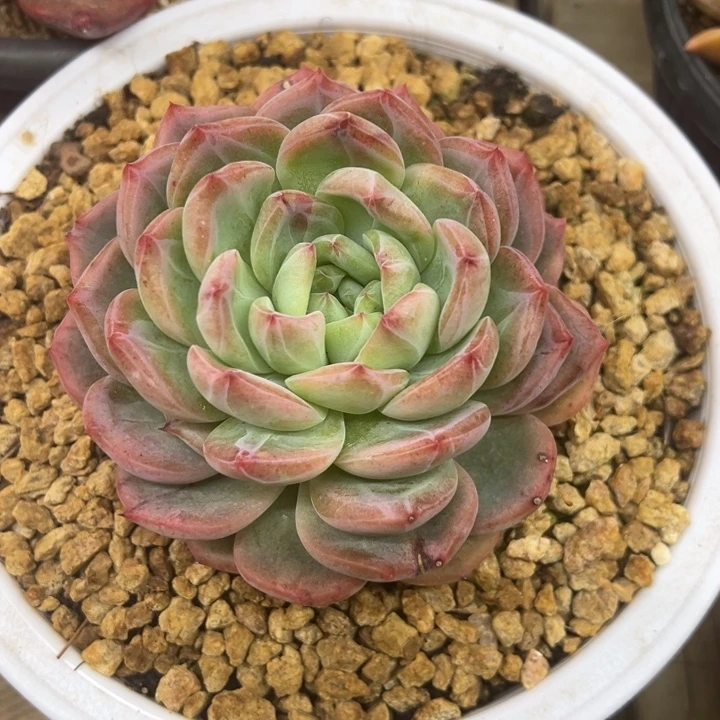 红鸾 石化 夏鸣园艺