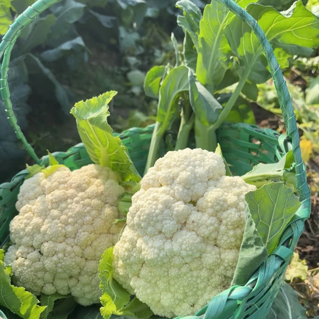 贵州高山农家花菜