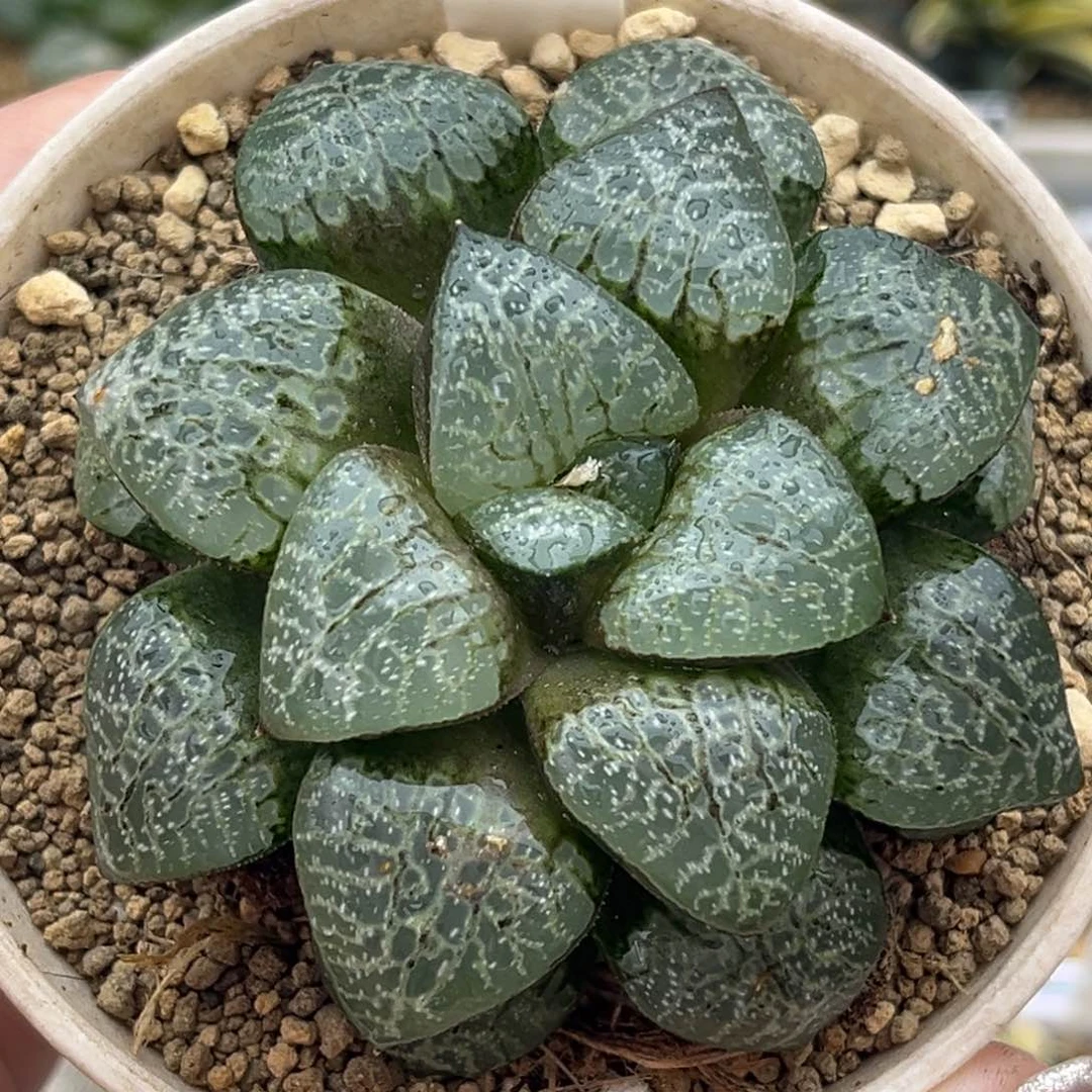 14瞳克十二卷多肉