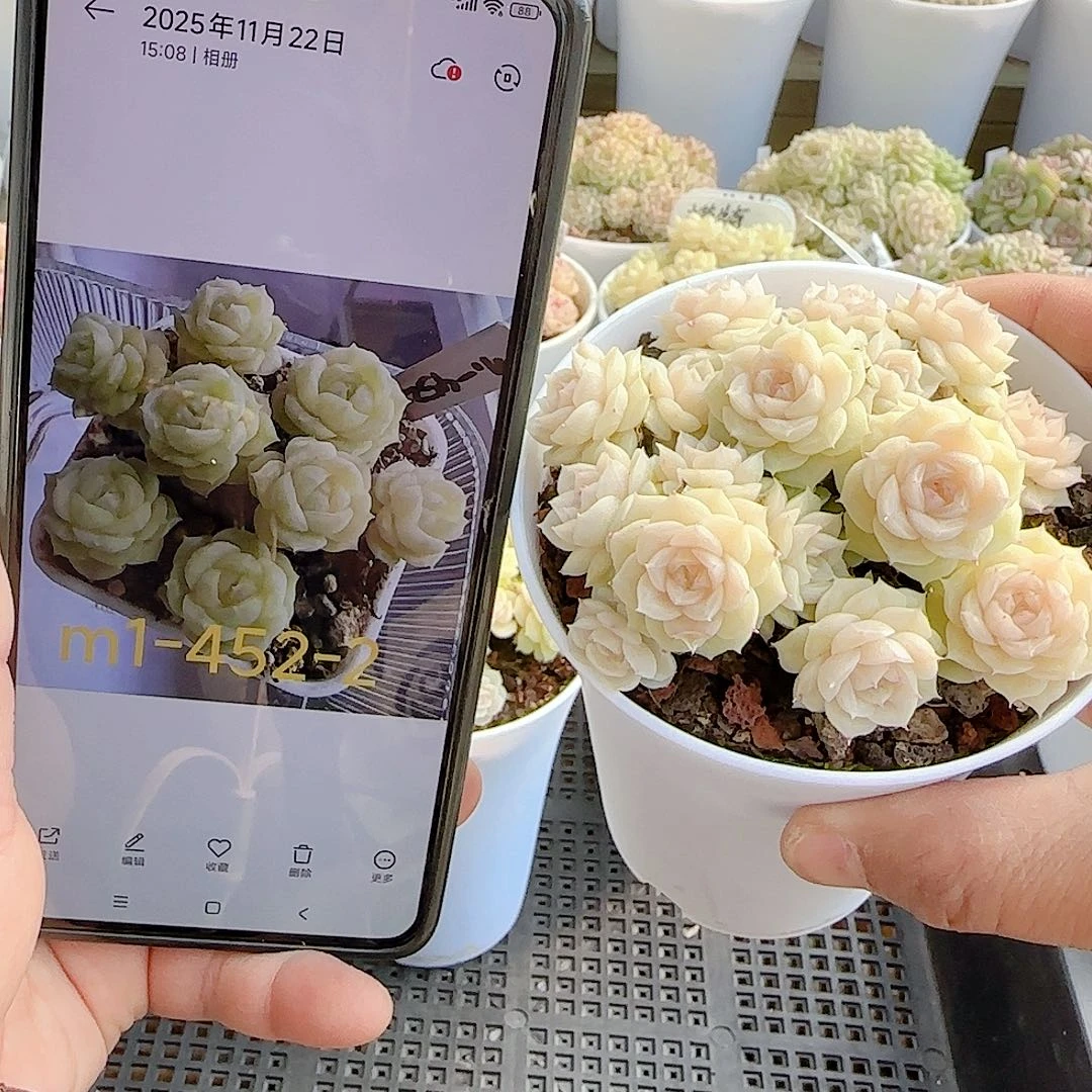 晴***情1201-53（m1-452-2）