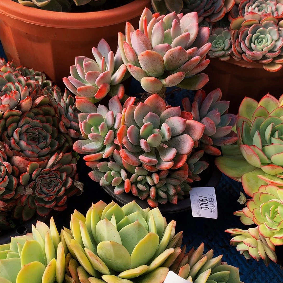 暖***～    灰姑娘多肉07057