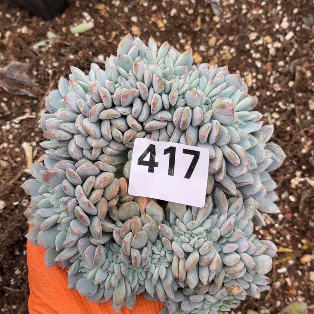 木***晨417号新疆西藏内蒙古不包邮的