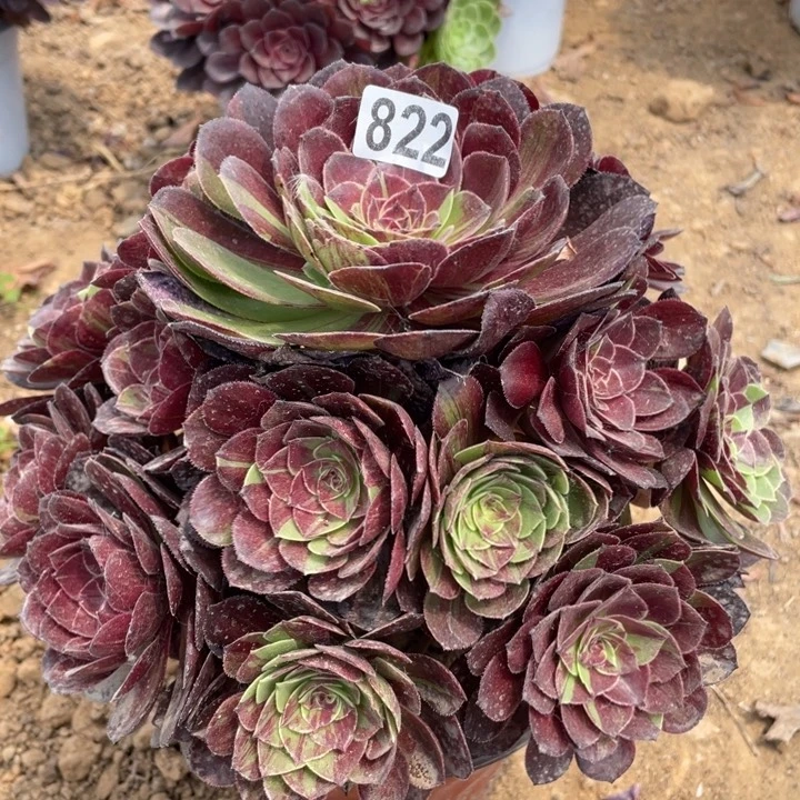 姗****s822多肉植物花月夜