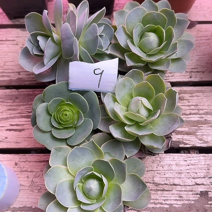 山地玫瑰一物一拍，带盆发9号