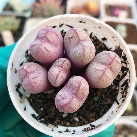 多肉肉锥 垣姬猴脸