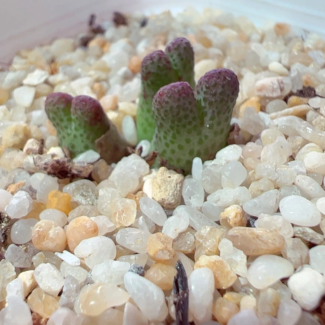 ～***～86-705多肉多肉多肉