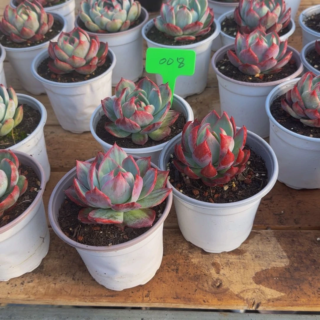 南***意组合套餐编号零八号