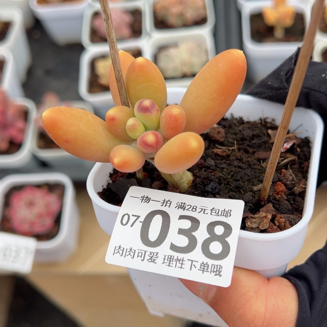 金蟾，多肉多肉多肉多肉