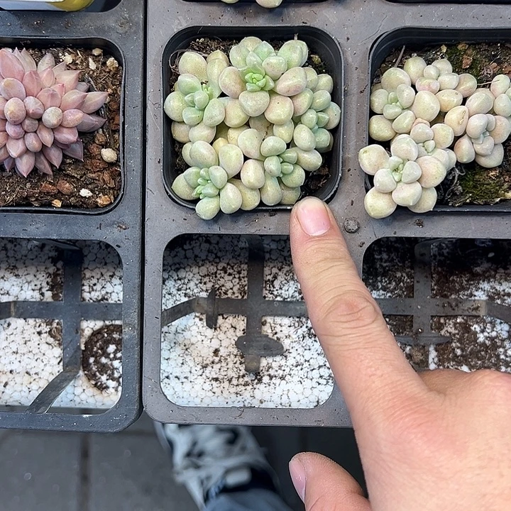 姬秋丽 满10颗包邮