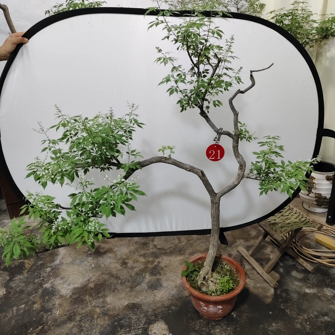 小叶黄荆崖荆盆景素材庭院易活直播间下单(一物一拍不包邮)