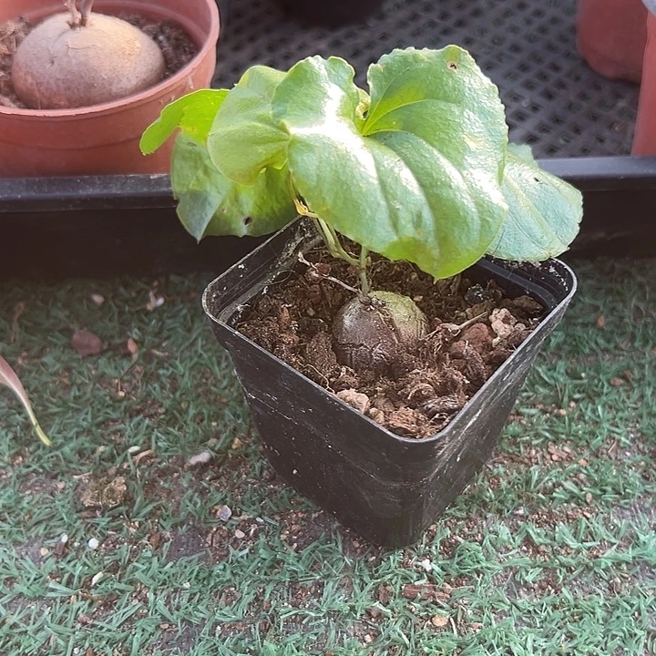 南非龟甲龙，一物一拍，带盆