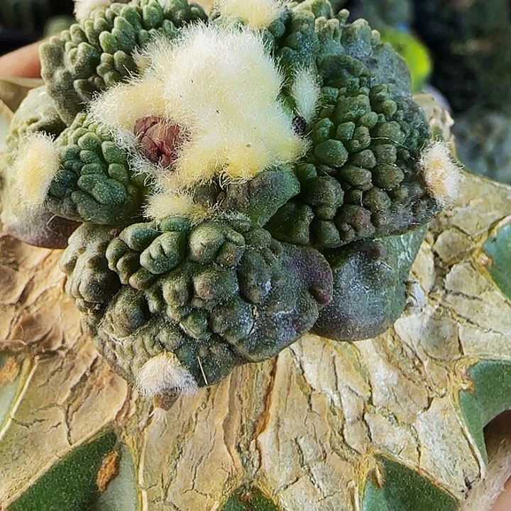哥怒294仙人球开花