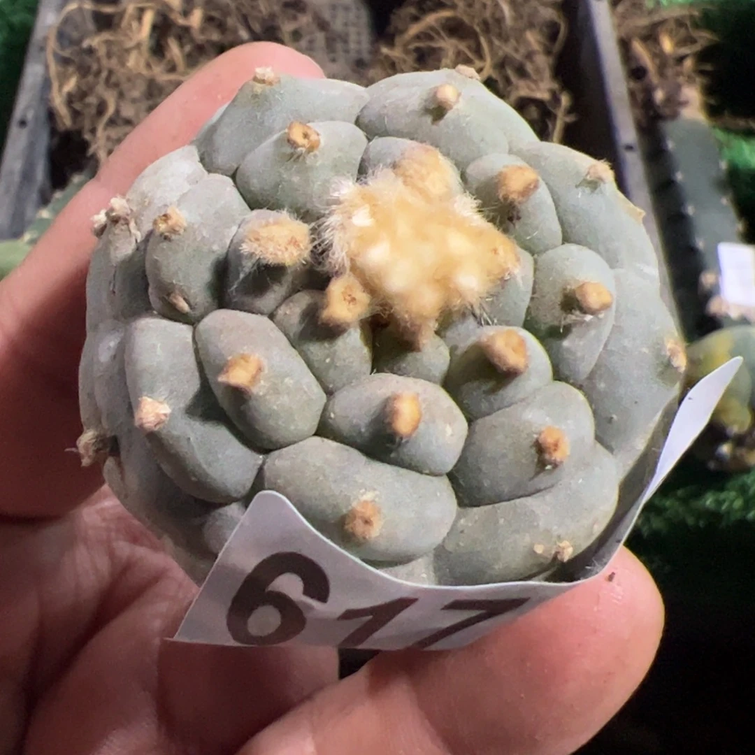 怀*肋骨仙头仙人球开花617