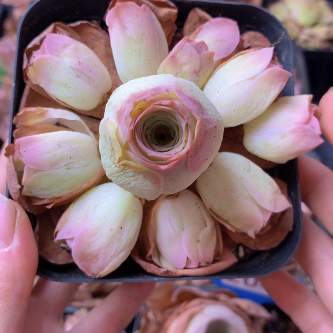 一物一拍星辰福利055