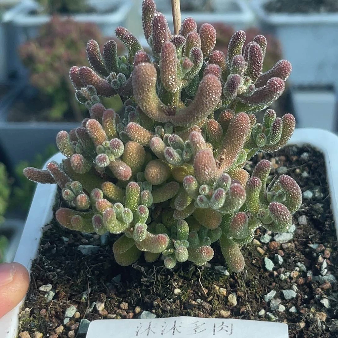 少**猫238冰晶杂红叶枝干开播福利