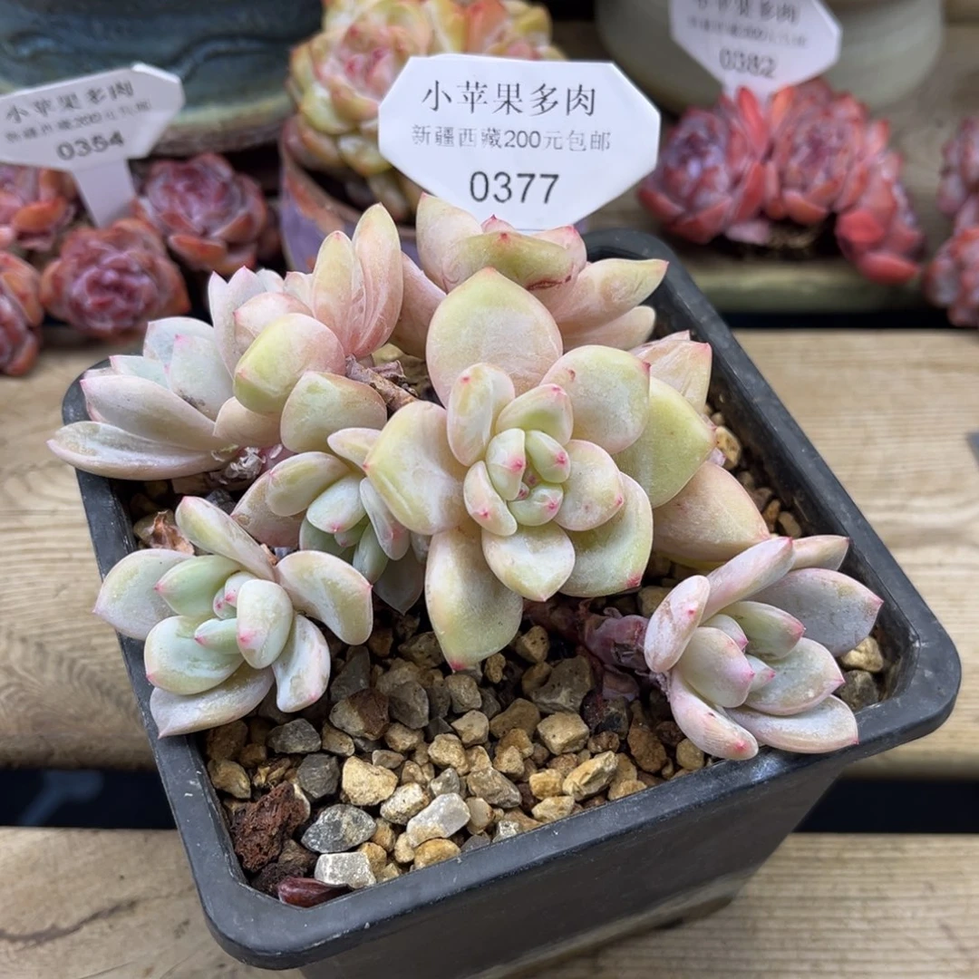 黄底紫心377/15cm8头