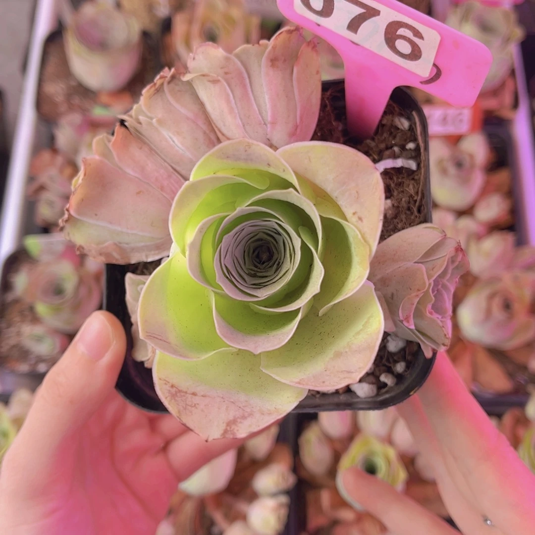 单品一物一拍076号