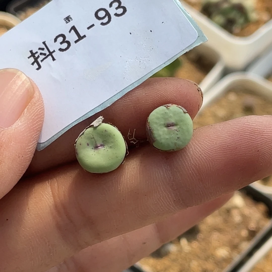 31-93肉锥p嘴多肉植物