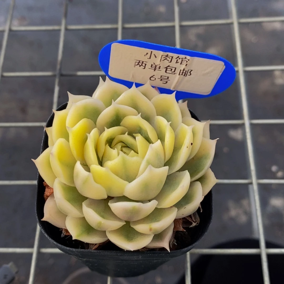 6-精品昂斯诺锦单头一个