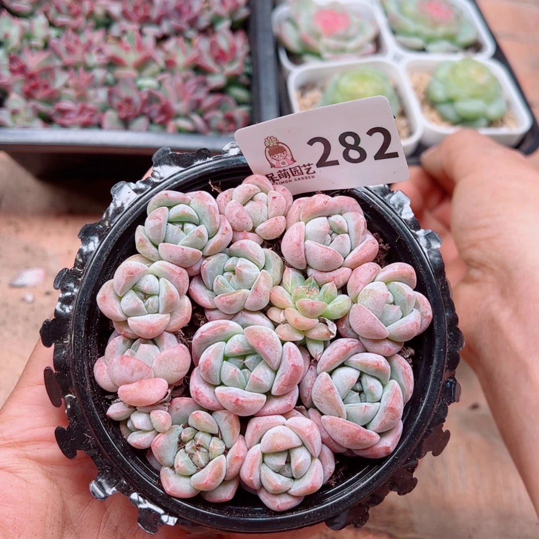 多肉植物多肉植物