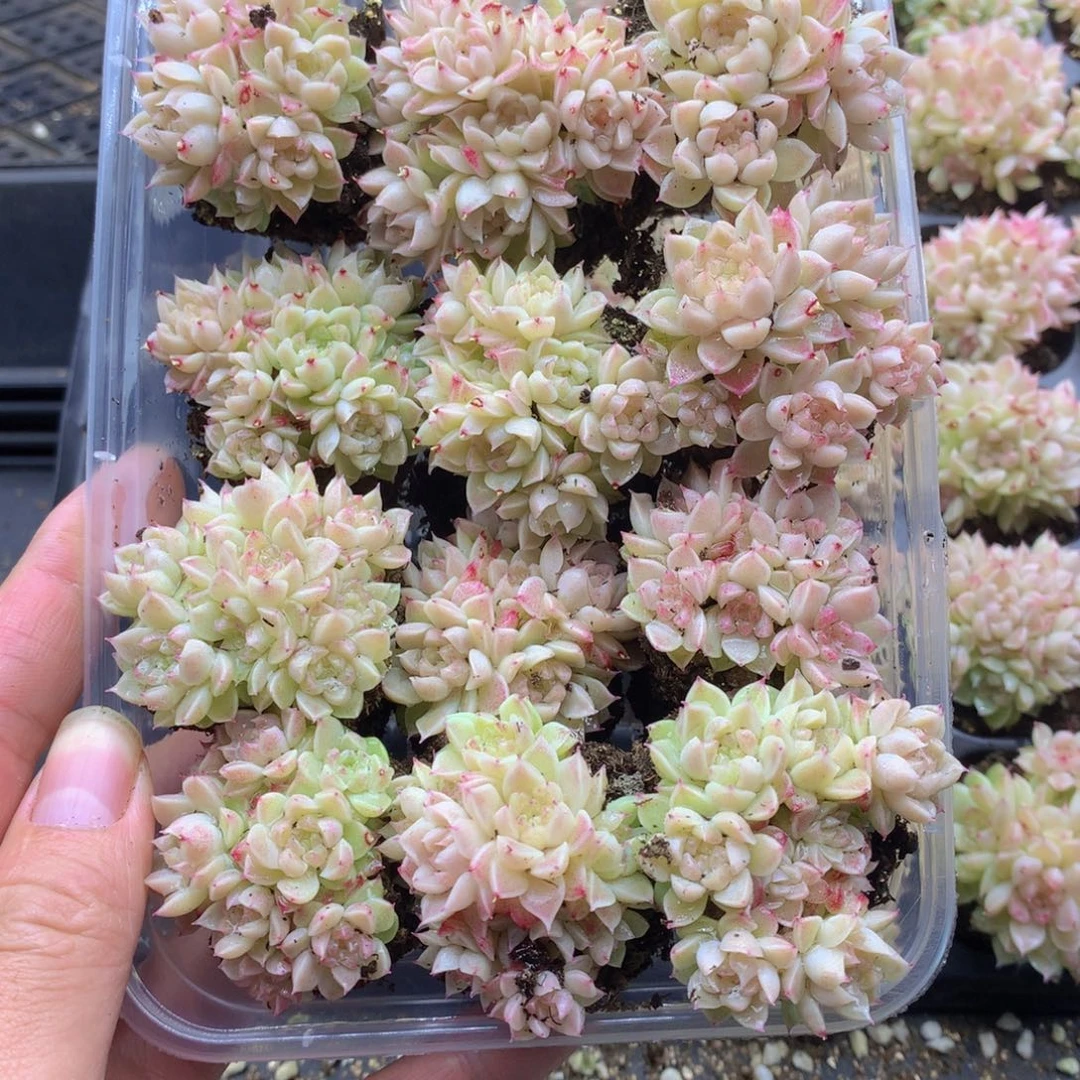 反反复复还是很开心的026