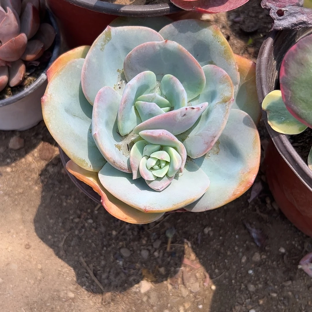 多肉植物白凤单头