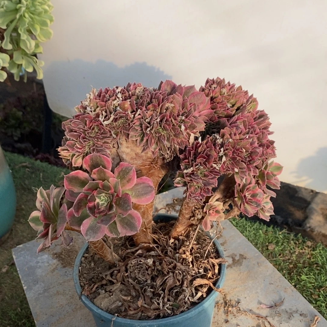 不开花植物1632号女神缀化1颗多肉