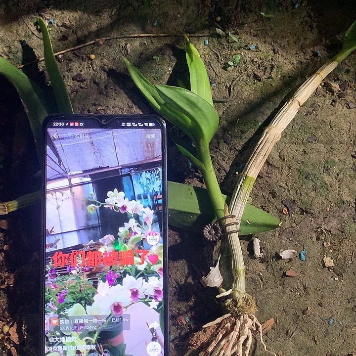 当前无花栽培后可以开花正宗克里斯汀一苗带一新芽