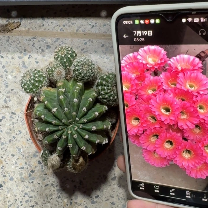 207彩草浓桃筋根5公分左右脱土发货斑，20包邮