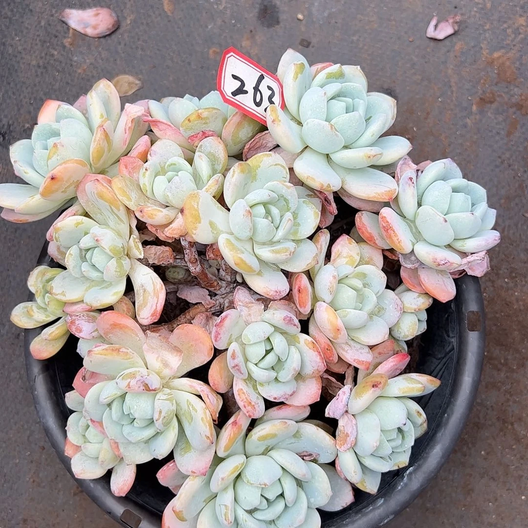 263冷香大群一物一拍