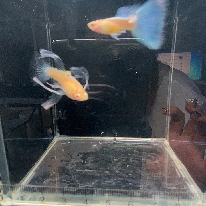 孔雀鱼蓝白绣球一对