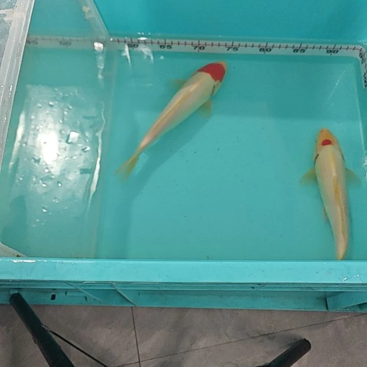 锦鲤锦鲤单顶红白锦鲤