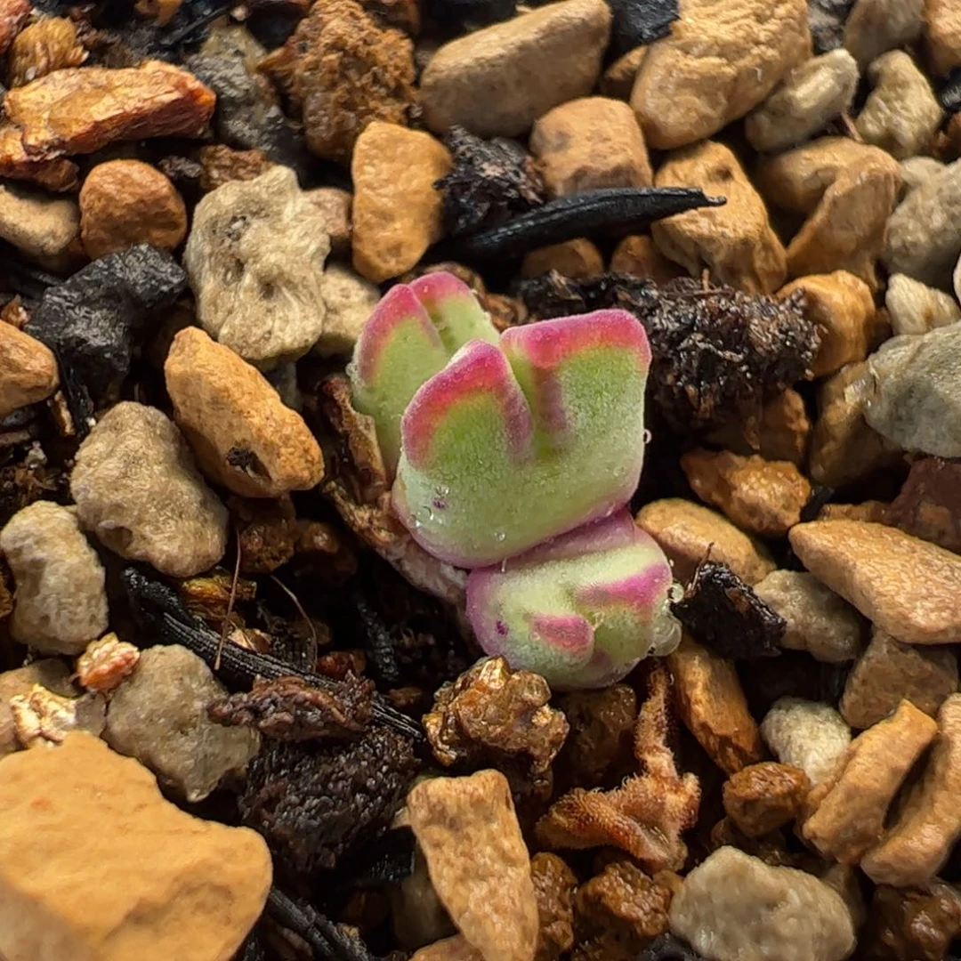 猪蹄多肉植物百科知识