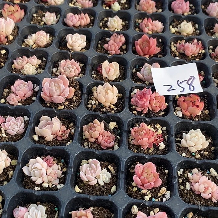 258 多肉植物盆栽花卉