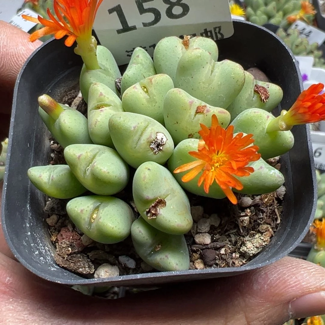【闪购商品】 158。