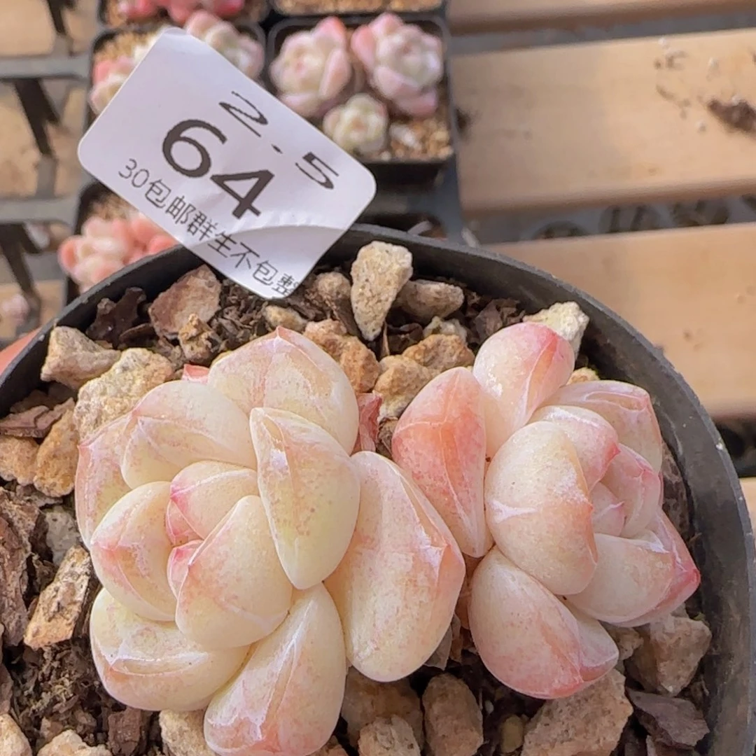 冰玉老桩一颗脱土