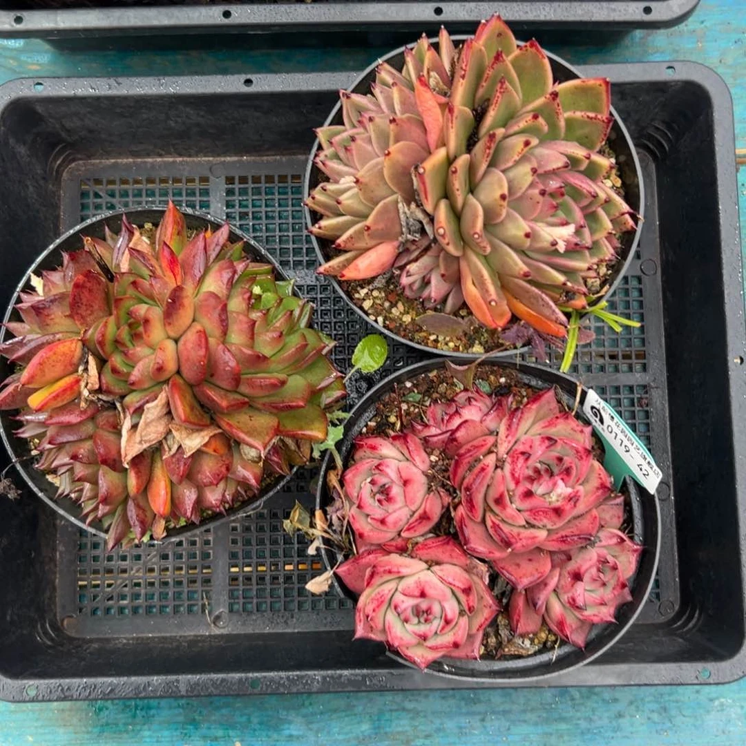 多肉一物一拍0119-42