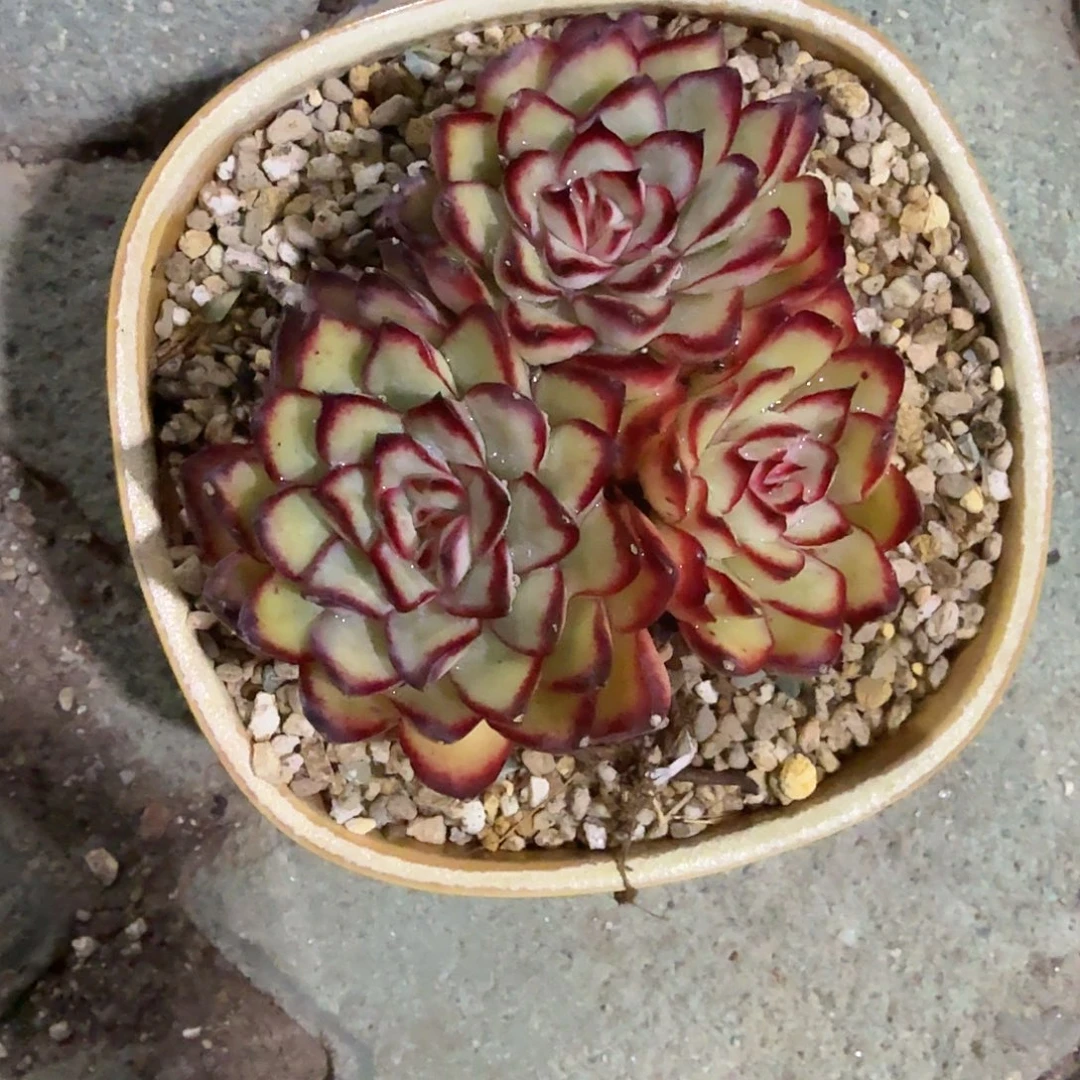 肉酱玫瑰不带盆多肉植物