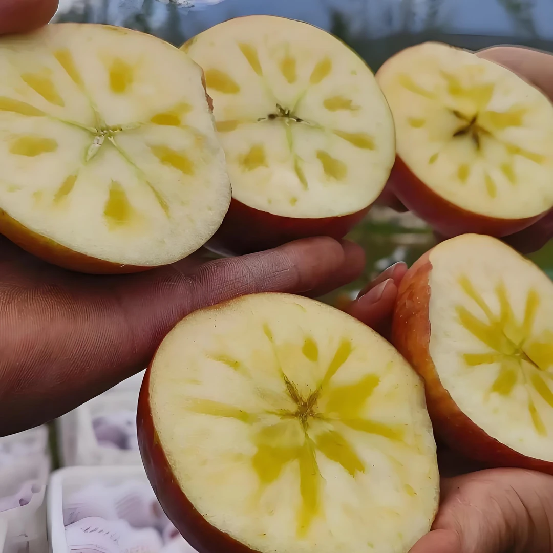 四川大凉山直发冰糖心苹果新鲜现摘当季水果