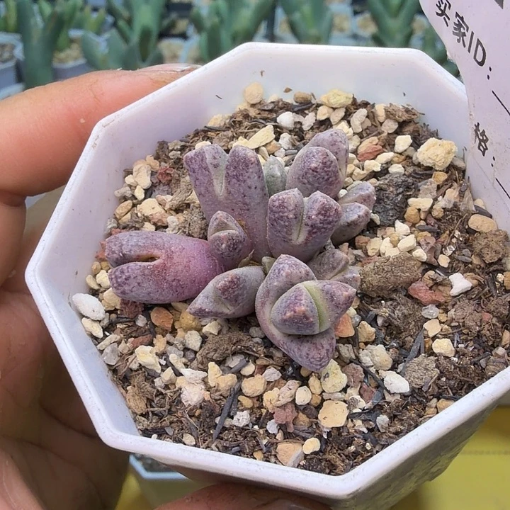 039。满38包邮肉锥