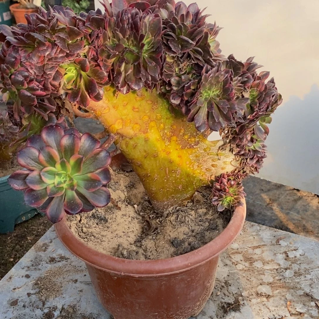 水果糖缀化1颗多肉10536号