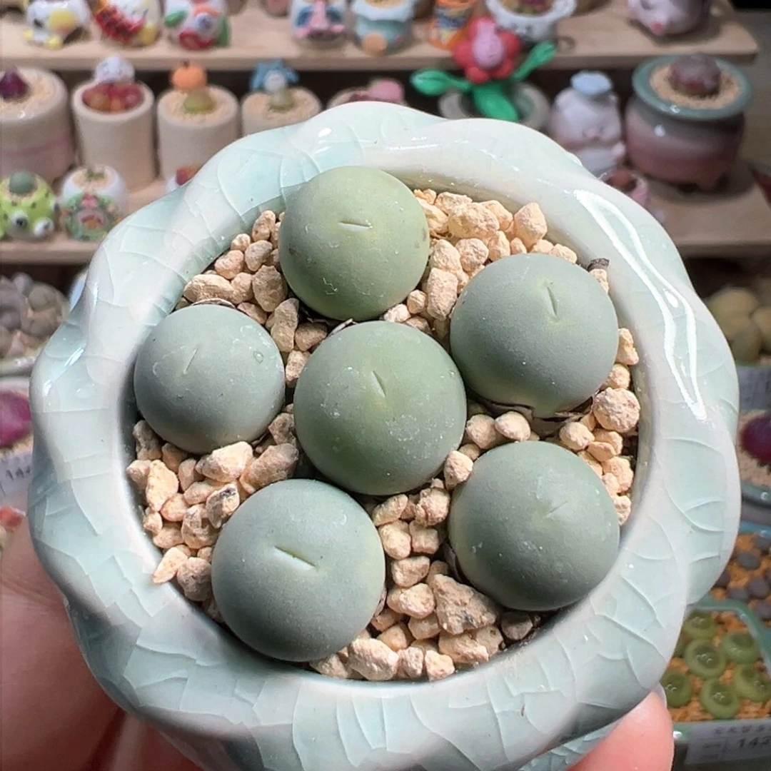 多肉植物150号鸽子蛋
