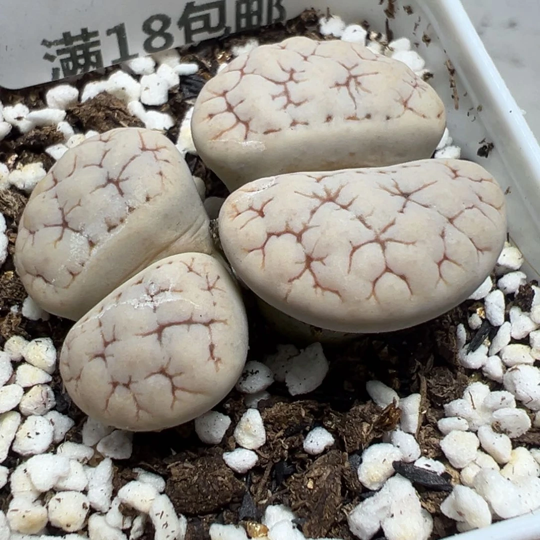 【闪购商品】 466。