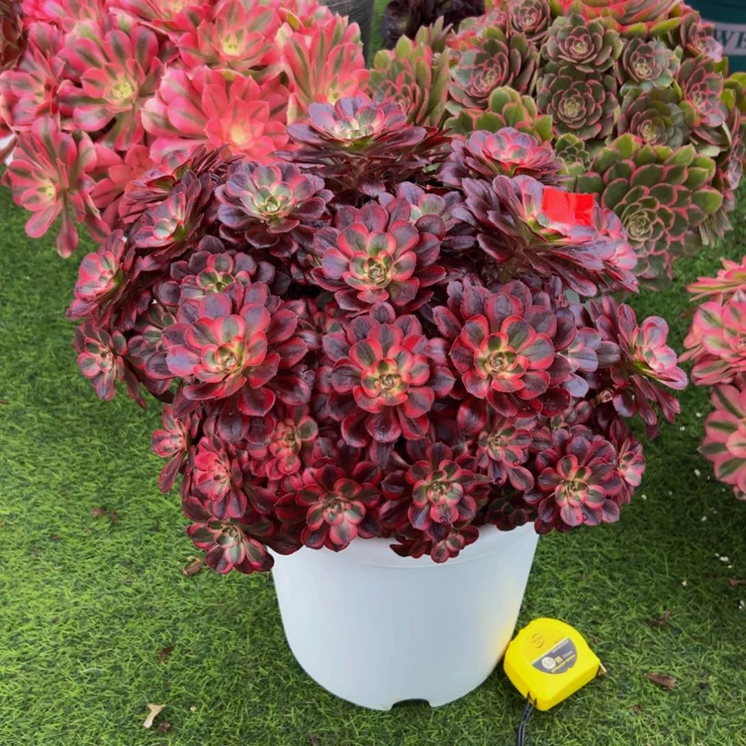 09多肉植物发货丽娜朵朵