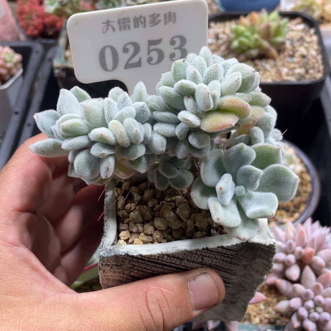 0253雪晃星不带盆10厘米
