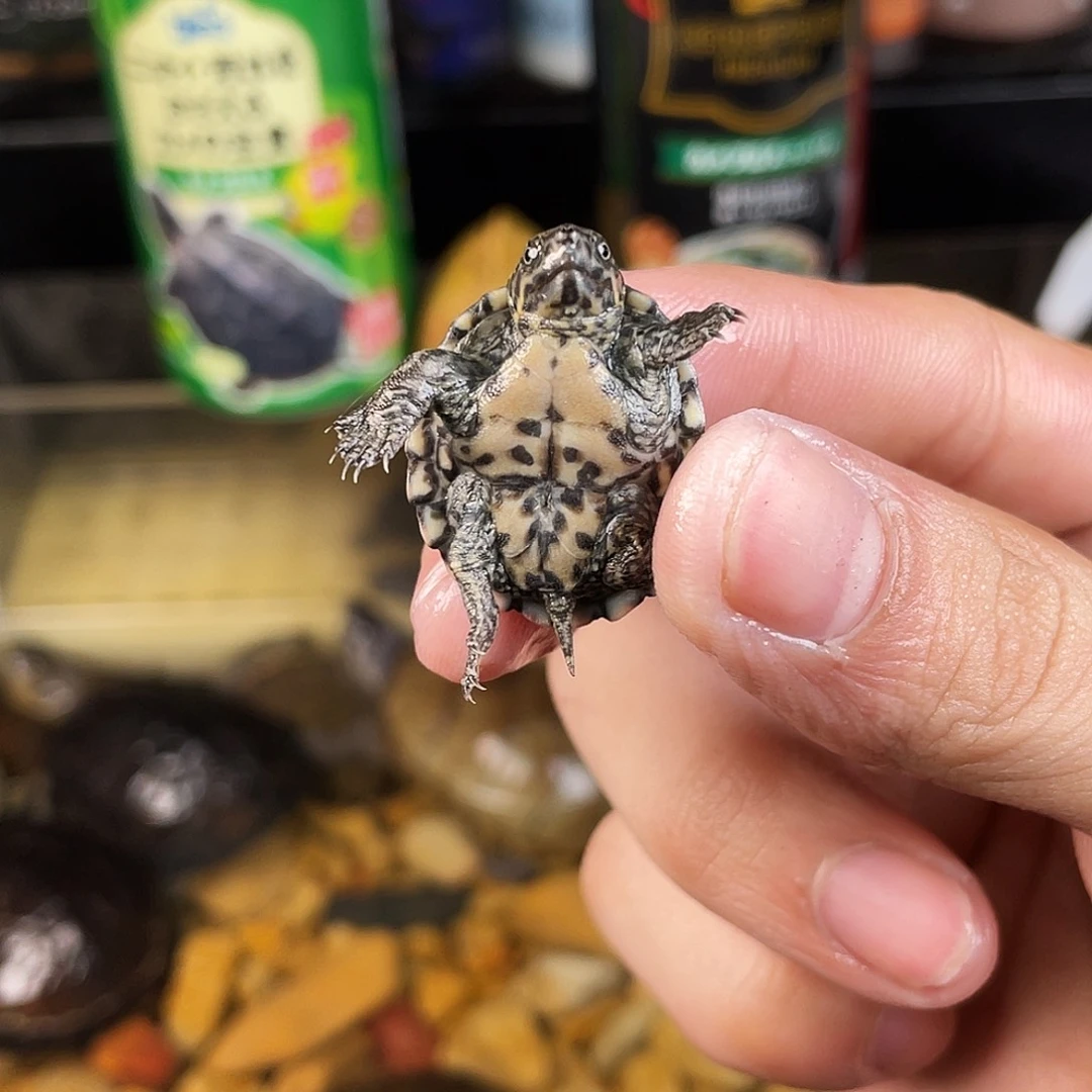 苦***年母绿毛龟下点点滴滴的订单